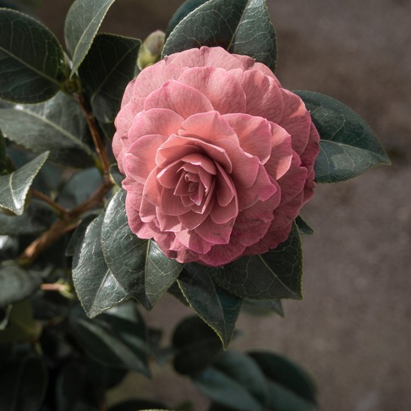 La vida és&nbsp;ara